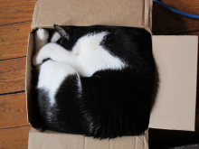 SENSE OF わんDER-packed cat